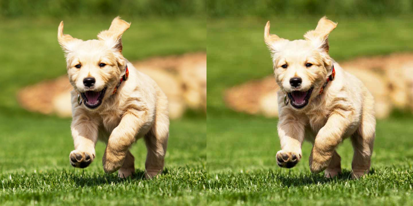Dog Compression Side by Side.jpg